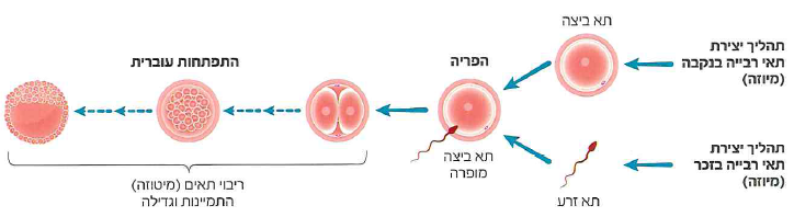 (בספר תרשים)